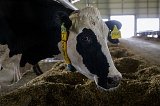 Минсельхоз ожидает роста производства молока на 8%