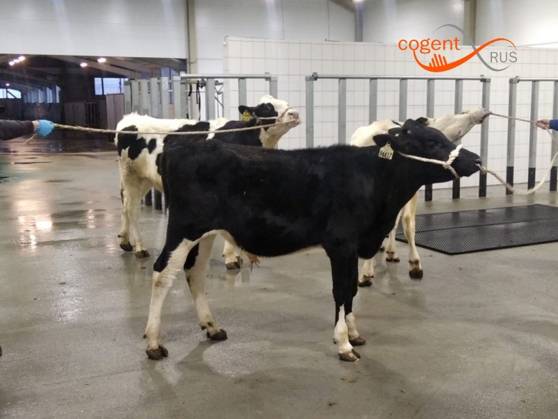 Компания «Коджент Рус» сообщает о старте продаж сексированного семени молочных быков, произведенного в России