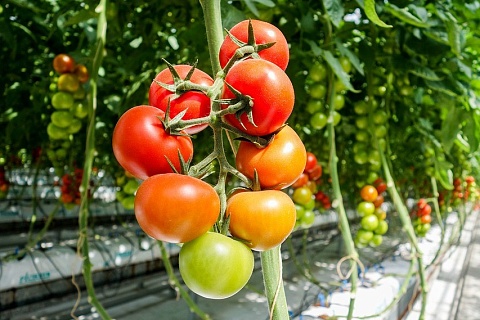 Под Астраханью построят завод по переработке томатов за 9 млрд рублей