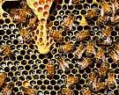 Ученые доказали, что пестициды убивают пчел