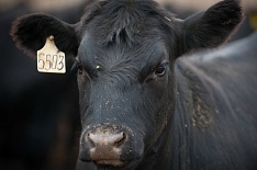 «Мираторг» увеличил производство говядины на 38%