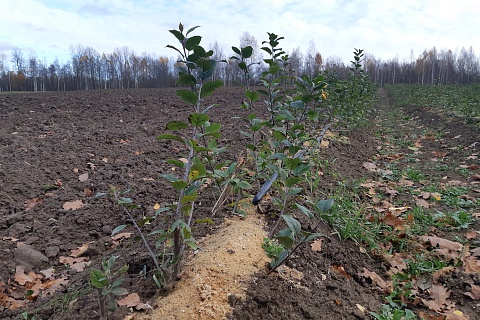 «Брянский сад» выводит новые сорта яблок