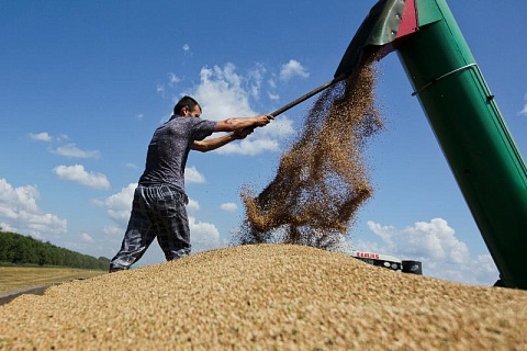 Экспортные цены на российскую пшеницу снизились