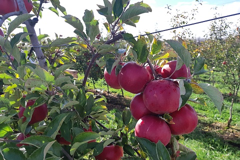 Россия может собрать 3 млн тонн яблок