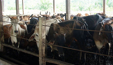 В Забайкалье запустят сеть из 19 откормочных площадок для скота