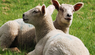 Овцеводы Калмыкии ожидают пополнения стада на 270 тыс. ягнят