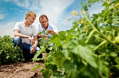 BASF купит у Bayer овощной семенной бизнес