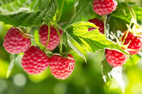 Малина круглый год. «Юнионпарк» построил тепличный комплекс для выращивания ягоды за 400 млн руб.
