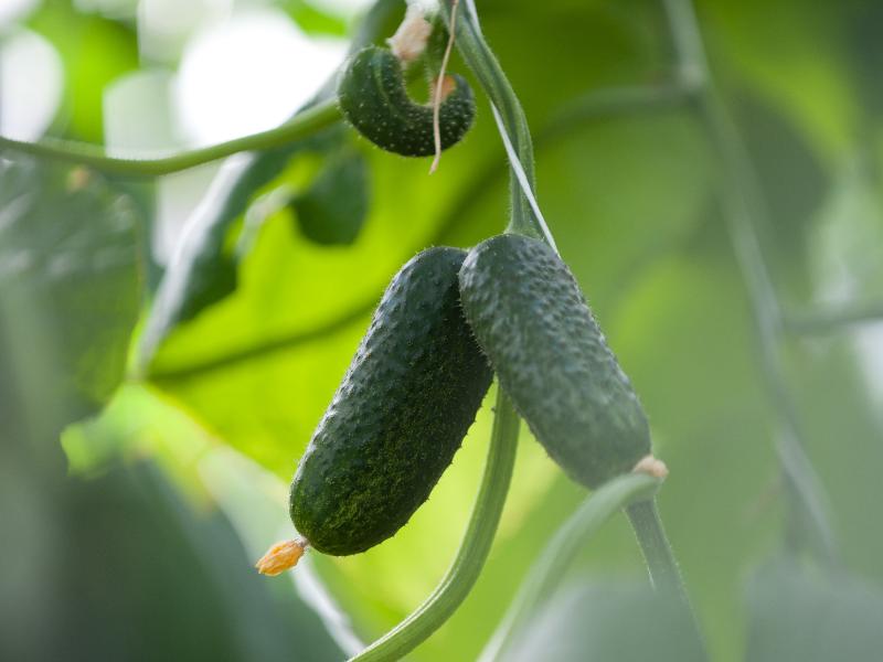 Минсельхоз планирует возобновить льготное кредитование строительства теплиц