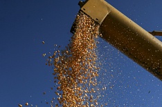 Урожай кукурузы сократится почти на 2 млн тонн