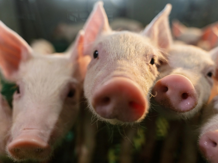 В режиме планового роста. Объемы мясного производства увеличиваются более спокойными темпами