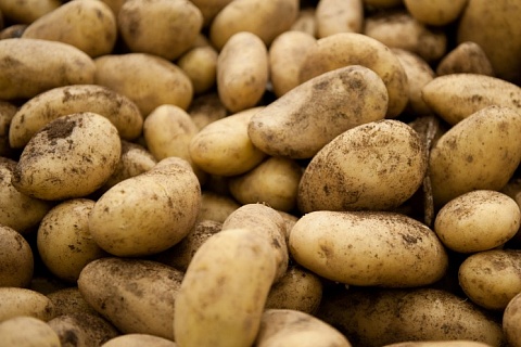 Экспорт картофеля вырос на 29%