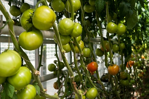 «Эко-культура» и «Гавриш» будут производить семена овощей