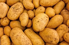 Производство товарного картофеля может вырасти вдвое