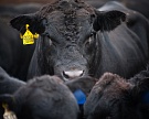 «Мираторг» увеличил производство говядины на 19%