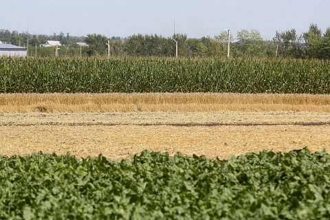 «Агросила» увеличит посевную площадь на 11,1 тысячи гектаров