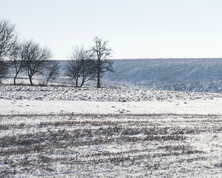 Гидрометцентр: условия зимовки озимых удовлетворительные