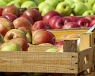 Минсельхоз может остановить реэкспорт фруктов из Белоруссии