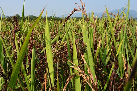 Правительство может разрешить экспорт риса-сырца