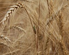В России собрано более 230 тыс. тонн зерновых