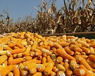 Производство кукурузы должно достичь 25 млн тонн