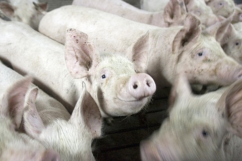 «Сибирская аграрная группа» намерена увеличить выпуск свинины на 60% в 2019 году