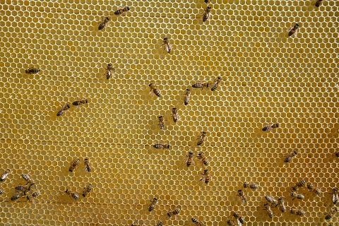 Производство меда ожидается примерно на уровне прошлого года