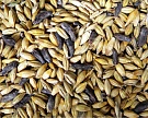 Россельхознадзор ждет от Египта разъяснений по поводу партии забракованной пшеницы
