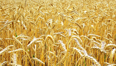 РФ поставит пшеницу и муку по связанным кредитам