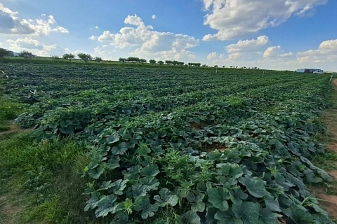 Королевство Лесото будет сотрудничать с Россией для развития органического сельского хозяйства