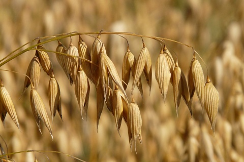 Урожай гречихи может снизиться, риса — увеличиться