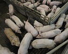 У «Русагро» обнаружена чума свиней