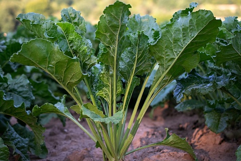 Уборка сахарной свеклы в России практически завершена