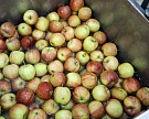 Белоруссия продала России в 5 раз больше яблок, чем произвела