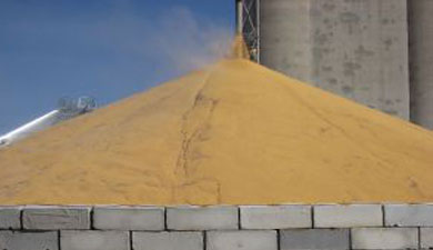 FAO снизила прогноз сбора зерна до 2,302 млрд т