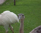 В Белгородской области откроют страусиную ферму