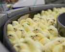В сентябре ожидается первая партия мяса с птицефабрики "Томская"