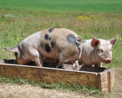 Кормление свиней отходами сбережет леса