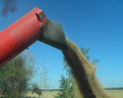 Урожай зерна в 2014 году составит около 100 млн тонн