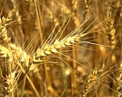 На Ямале будут развивать нетрадиционное сельское хозяйство