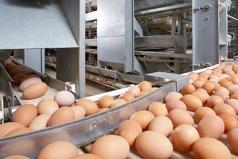 Лидеры рынка увеличивают производство яиц