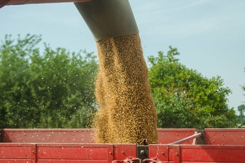 Темпы экспорта зерна начали снижаться