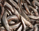 Мурманский рыбкомбинат просит временно снять эмбарго с мойвы