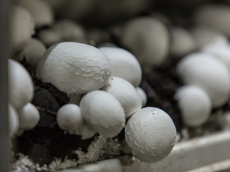 Агрокомплексы добавили грибов на рынок