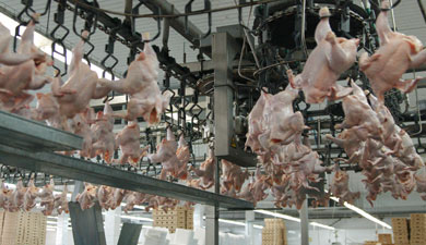Россия увеличивает импорт мяса птицы