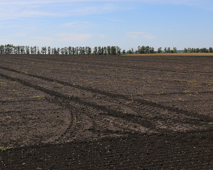 Techart: аграрии продолжат расширять посевы масличных