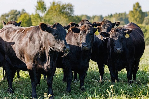 «Мираторг»: информация о выбросах парниковых газов в компании недостоверна