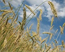 Ткачев: Россия рано или поздно отменит экспортную пошлину на пшеницу