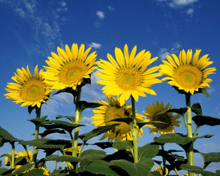 Производство зерновых и масличных на Юге снизилось не только из-за погоды