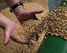 В 2016 году в мире ожидается небольшой дефицит зерна